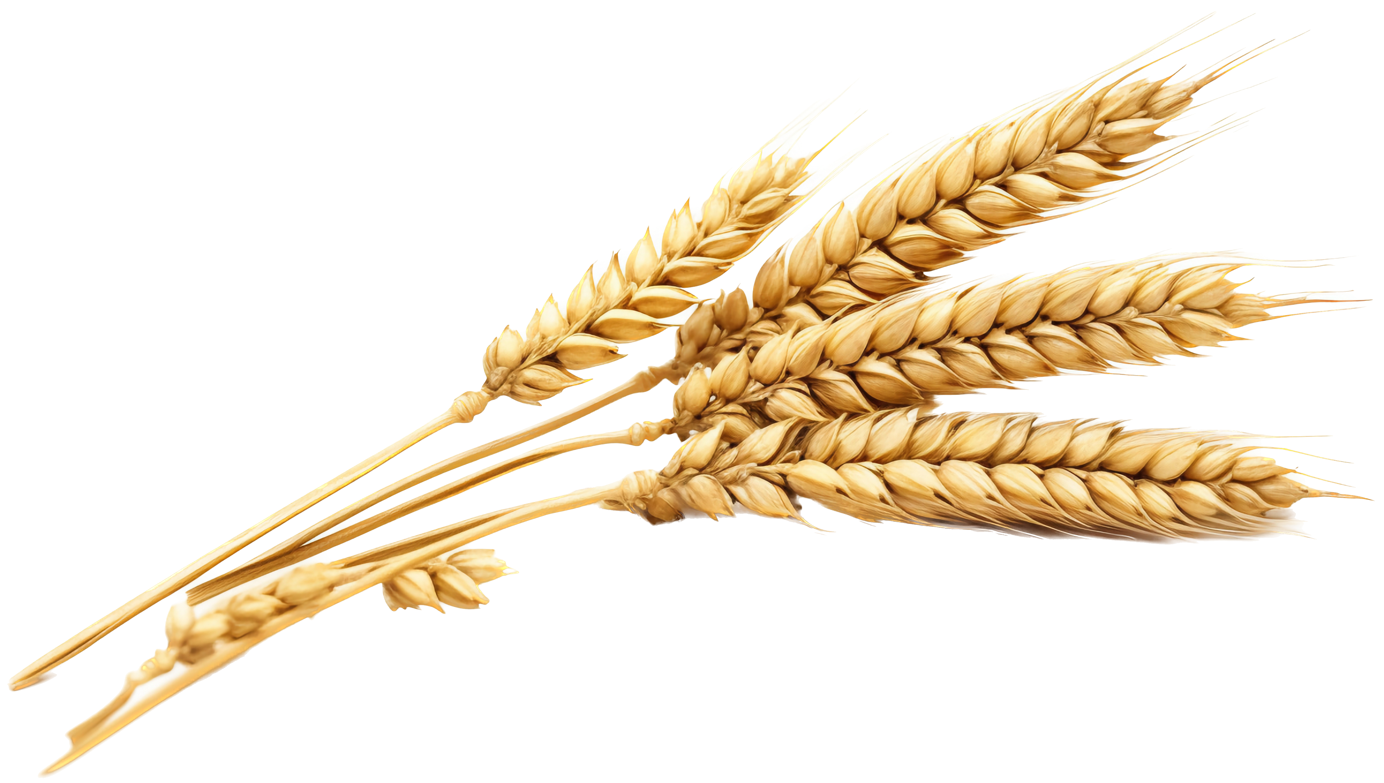 wheat Food icon